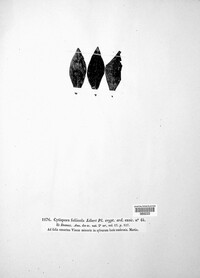 Ceuthospora foliicola image